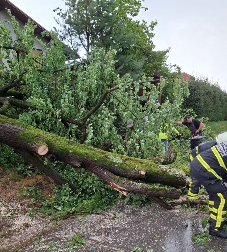 Podrto drevo na cesti Hotunje Ponikva