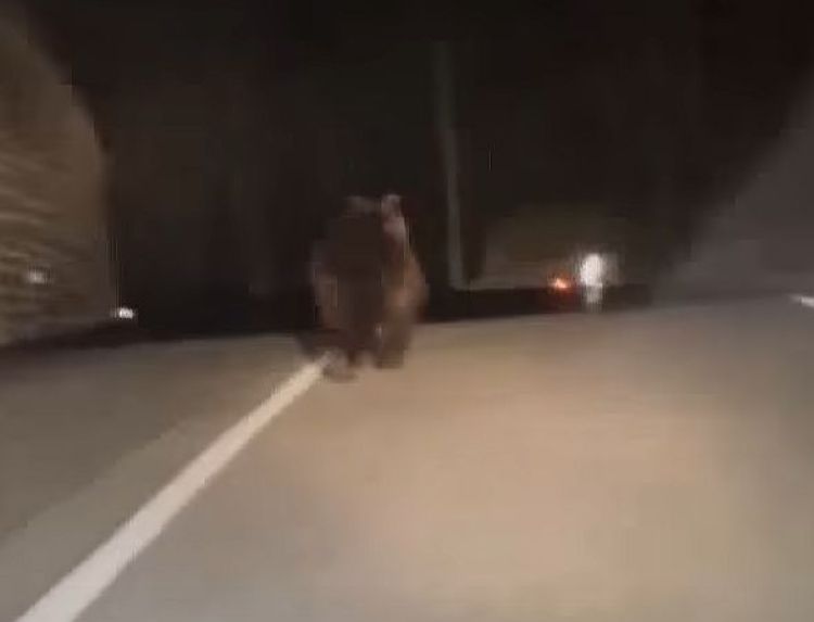 medved, predor, reklanska dolina.jpg