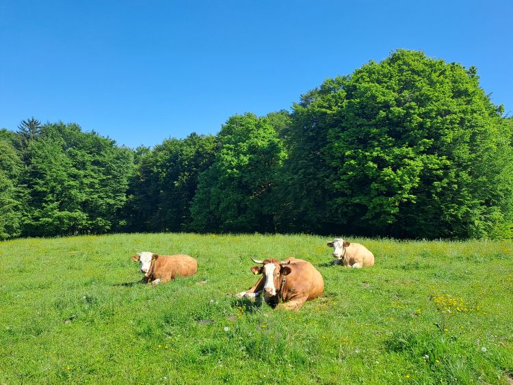 mv-modrikasti jezik 2.jpg