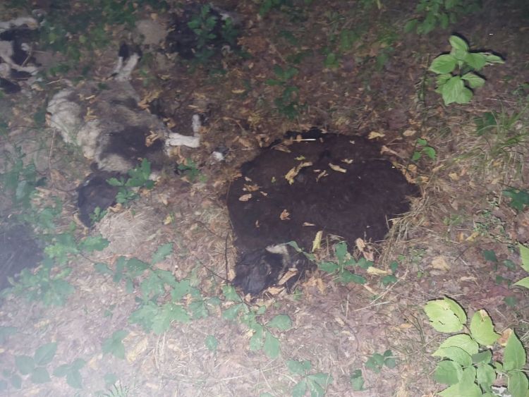 ovce, kadavri, poginule-ovce, nacionalni-veterinarski-inštitut