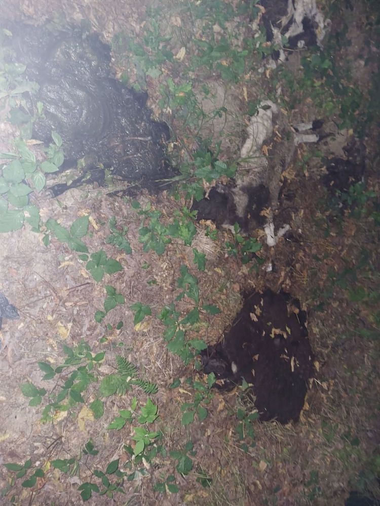 ovce, kadavri, poginule-ovce, nacionalni-veterinarski-inštitut