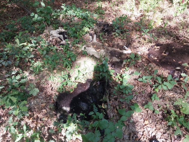 ovce, kadavri, poginule-ovce, nacionalni-veterinarski-inštitut