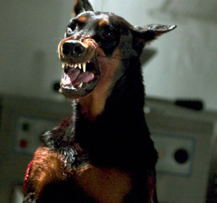 pes, ki renči pasji zobje