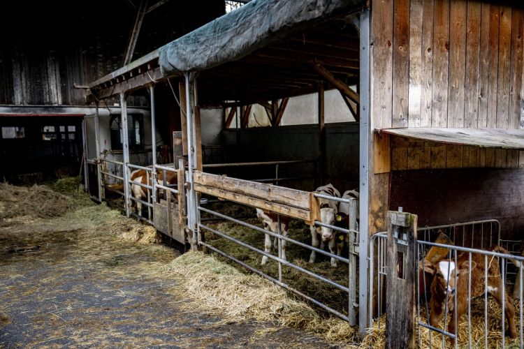 ograja hlev pašna ograja