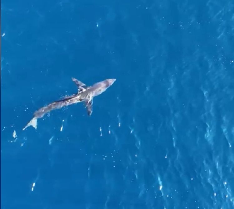 morski pes, jadransko morje, jakljan