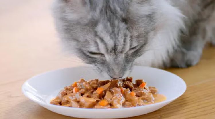 purina3.png