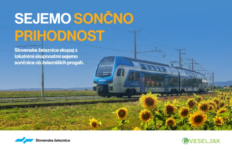 Tudi letos bodo ob slovenskih železnicah zacvetele sončnice