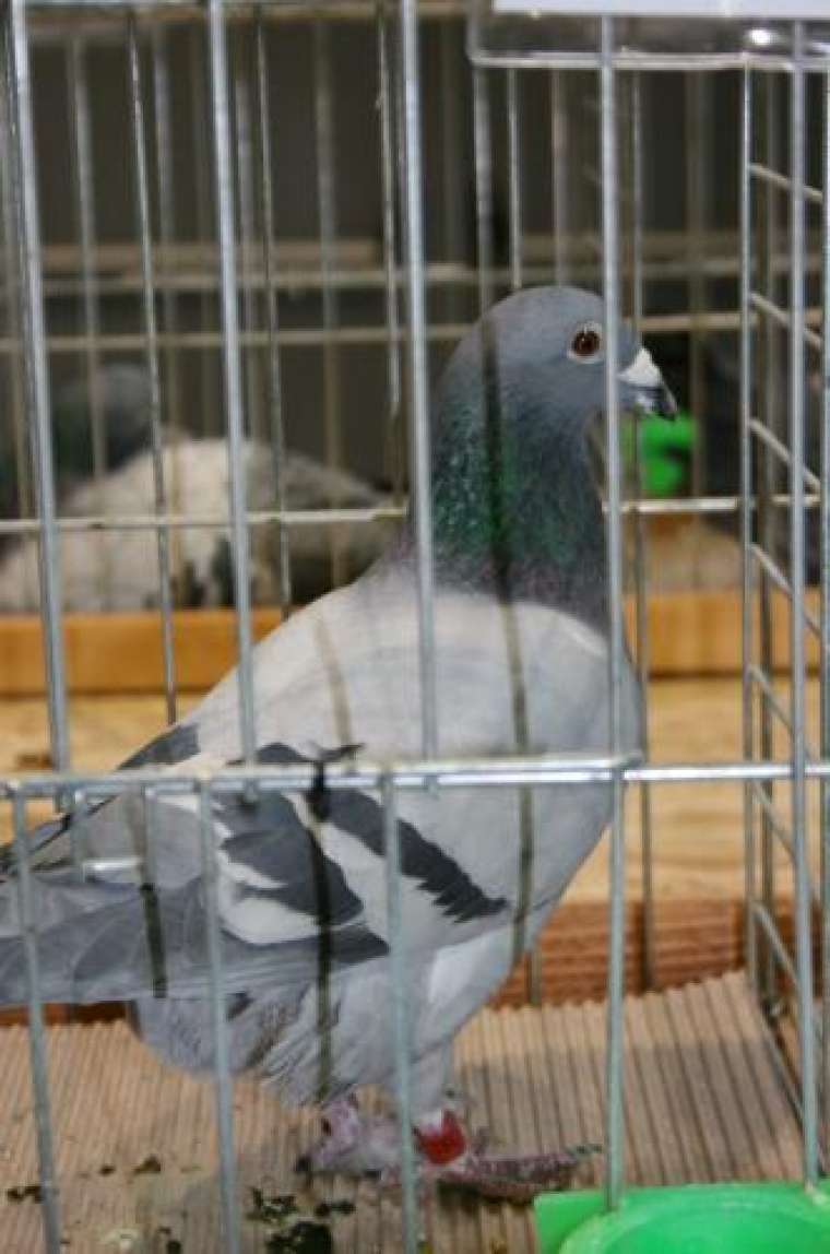 104533_188385_golob1