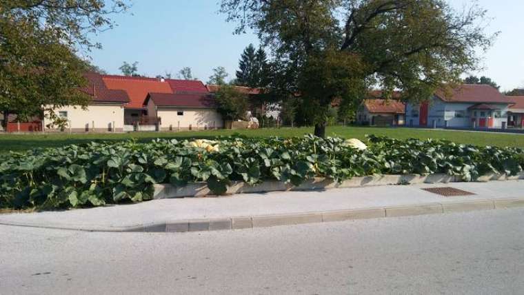 Veliko ljubezni in pozornosti je bučam namenil gospod Pflega iz Mrtvic ki je eno samo sadiko posadil