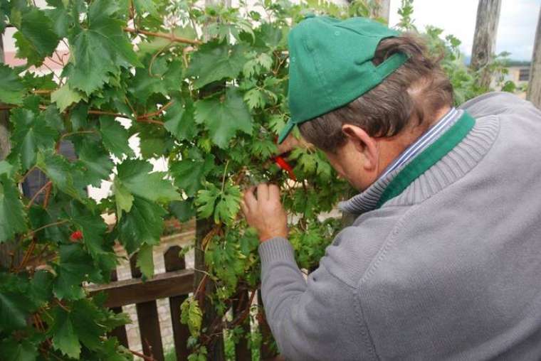 FOTO: Božo Vidmar