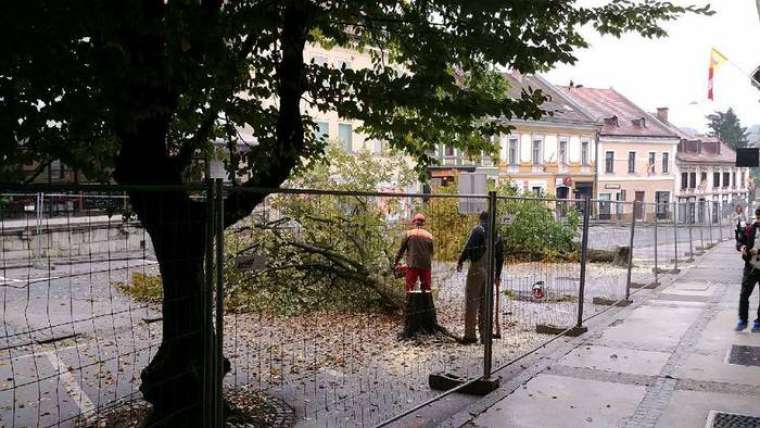 Včerajšnja odstranitev dreves je razburila javnost