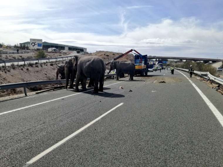 sloni-spanija-avtocesta-tw1