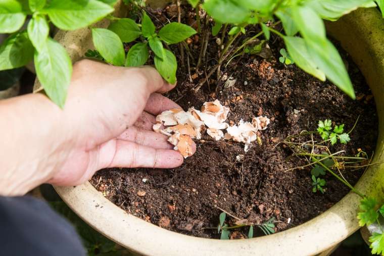 Jajčne lupine lahko uporabite za dognojevanje rastlin.