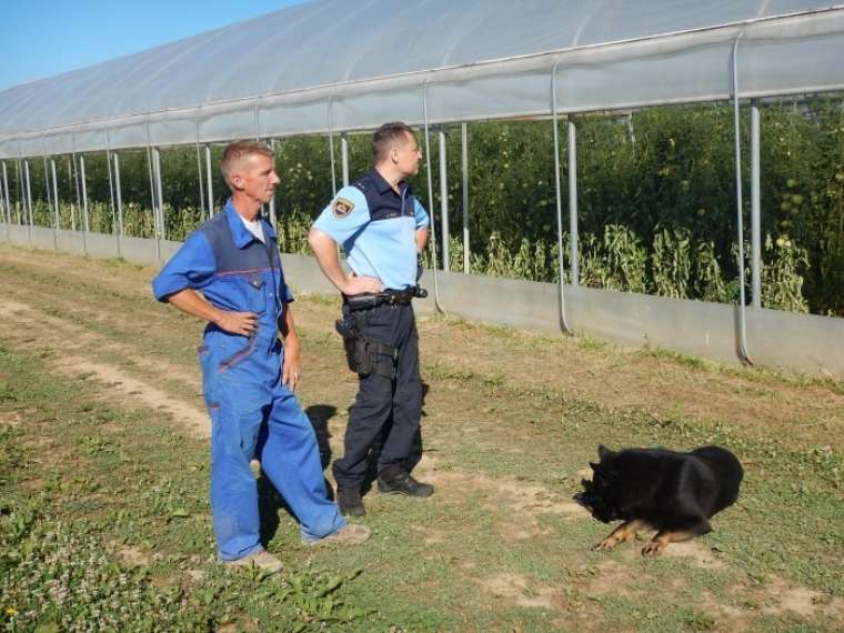 S policisti in psi nad obiralce poljščin