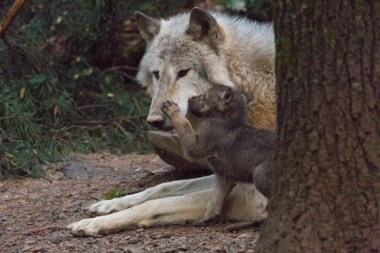 volkovi volcji mladici zivalski vrt zoo ljubljana