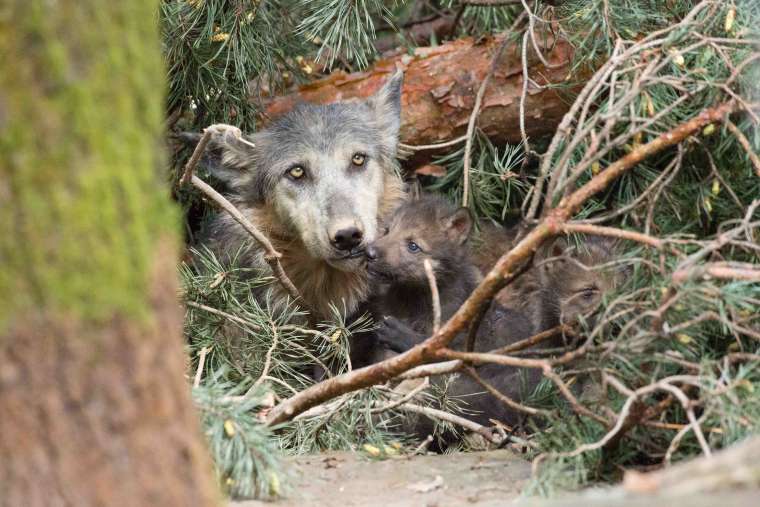 volkovi volcji mladici zivalski vrt zoo ljubljana