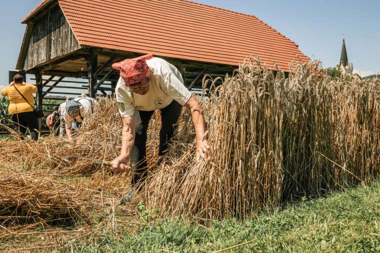 žetev-pšenice-v-deželi-kozolcev-šentrupert