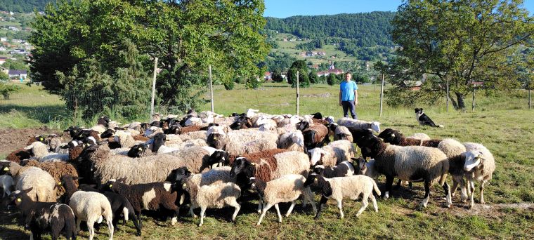 razstava-ovc-in-koz
