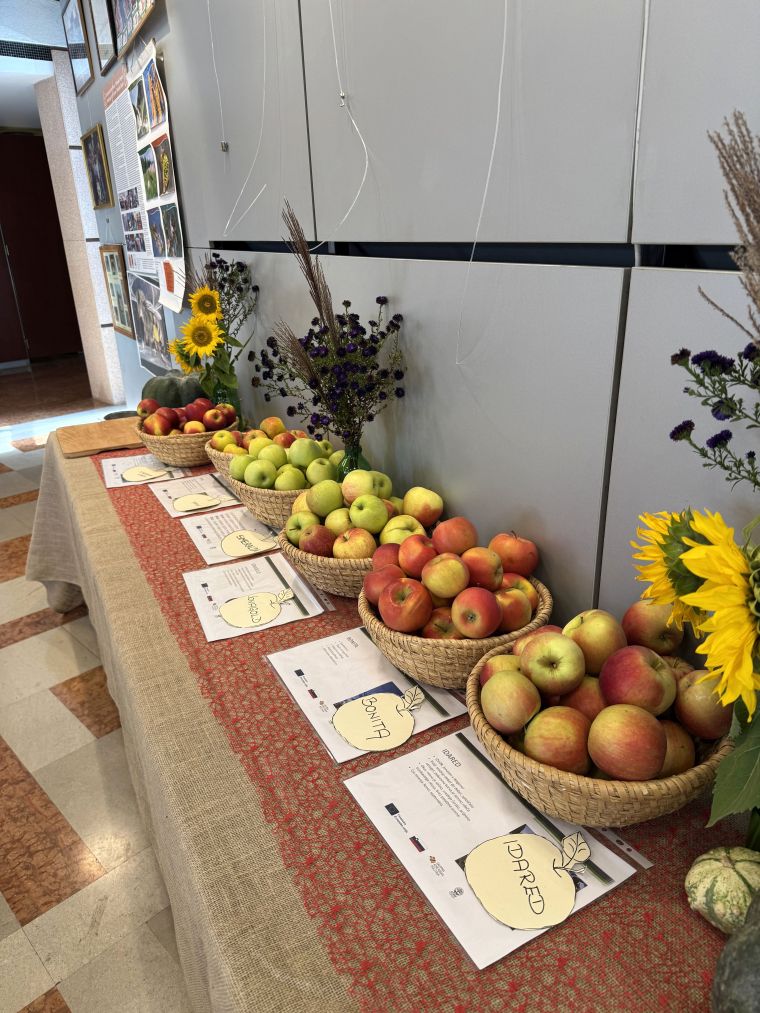 24-praznik-topliskega-jabolka