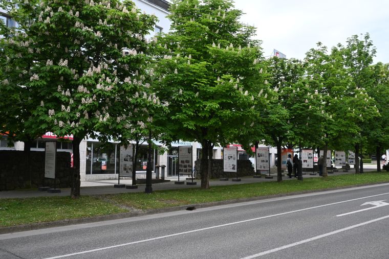Razstavljeni panoji v drevoredu ob Rozmanovi ulici