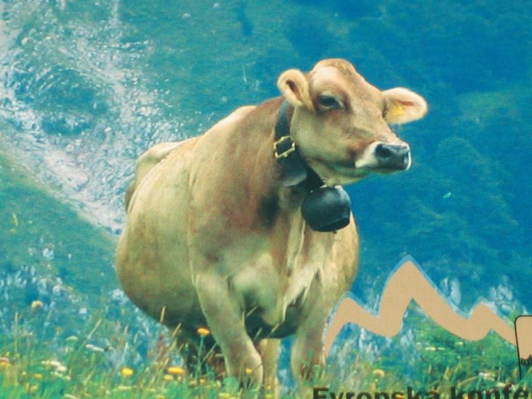 rjave_krave0012_1_0001.jpg
