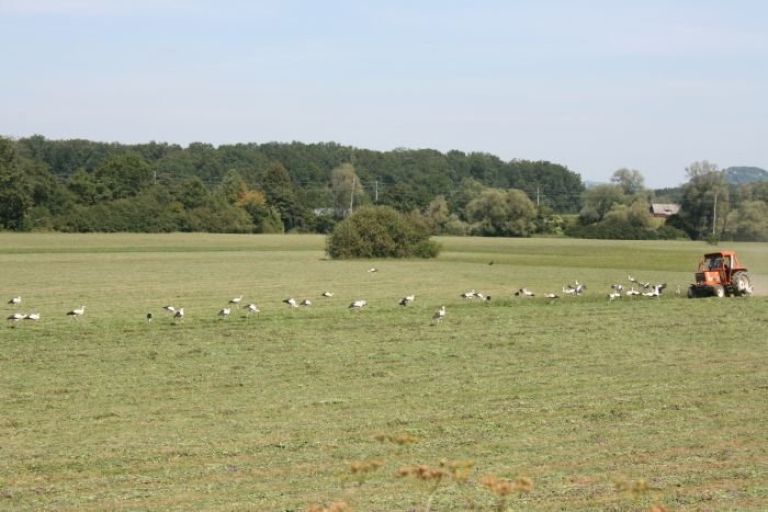 ptice_11.jpg