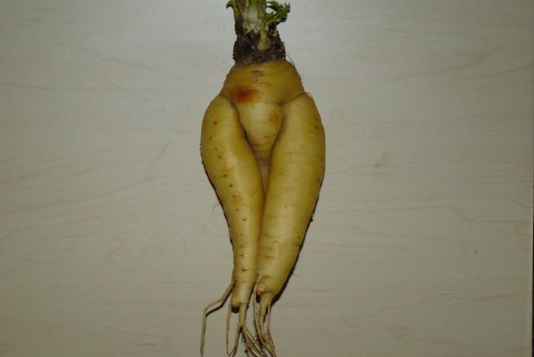 koren_mirjam.jpg