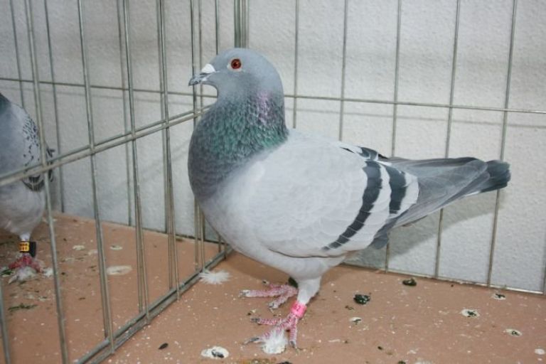 ptice_4.jpg