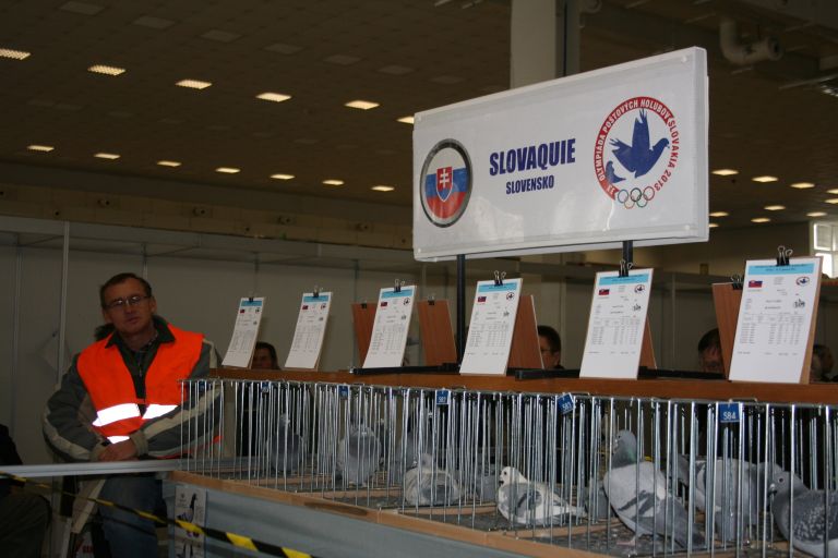 sportni_golobi_003.jpg