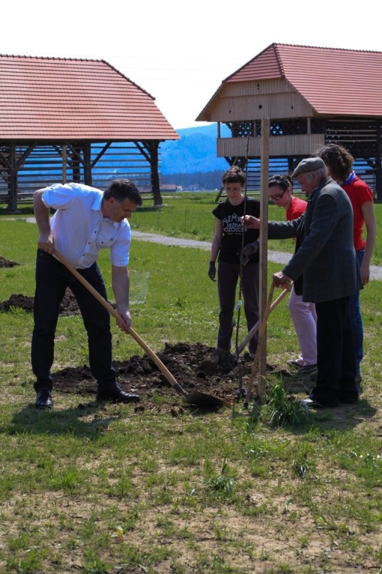 zupan_rupert_gole_sadi_drevo_z_90_letnim_slavkom_povsetom.jpg