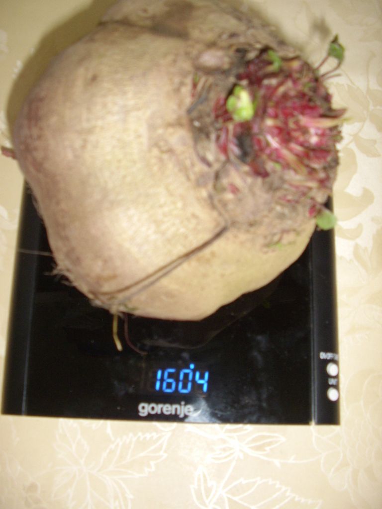 rdeca_pesa_002.jpg