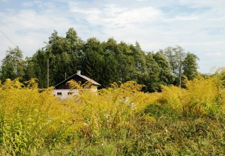 polje_zlate_rozge.jpg