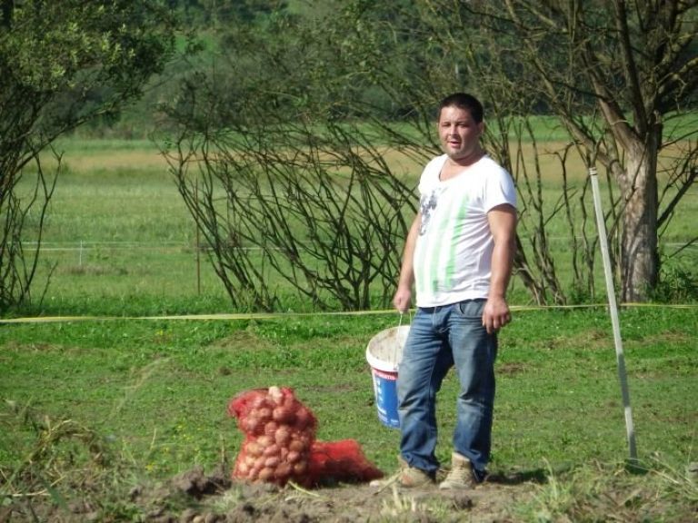 pobiranje_krompirja_002.jpg