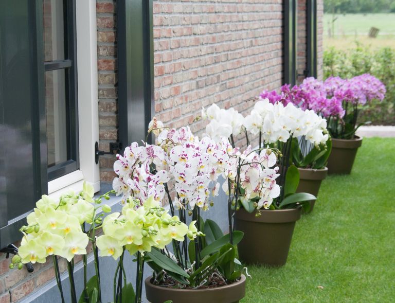 orhideja.jpg
