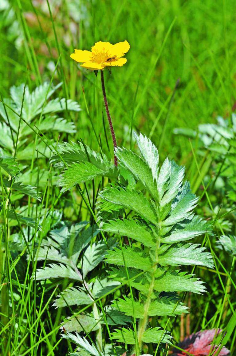 pocutje_potentilla anserina.jpg