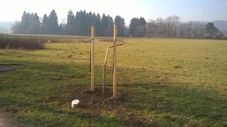 sadika, drevo, vandalizem, grba, pot spominov1.jpg