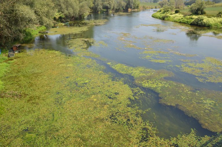 krka_cveti.jpg