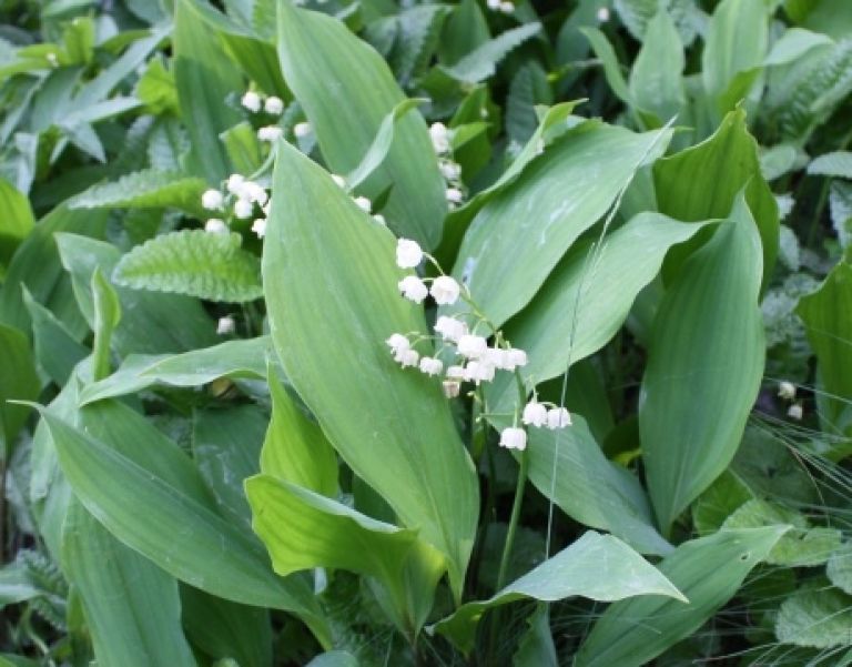 šmarnica, convallaria majalis