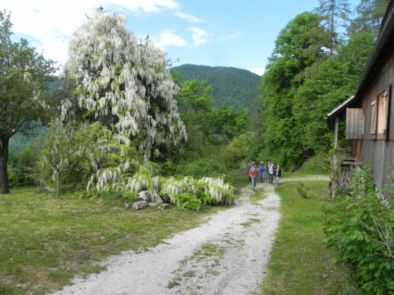 domačija Medved bela glicinija.JPG