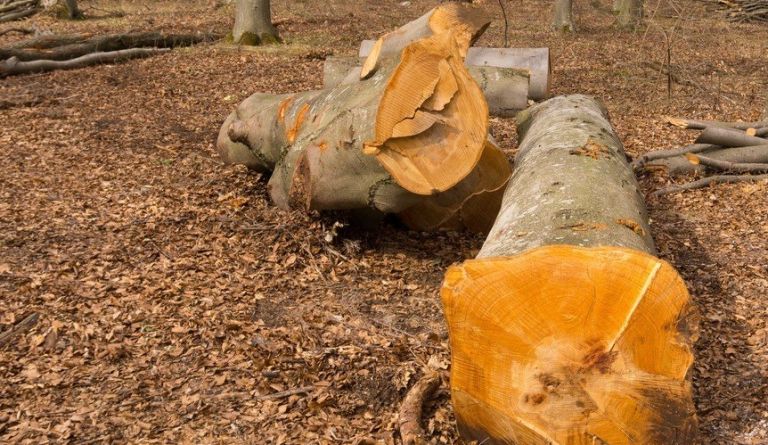 drevo, podrianje drevja, hlod, deblo,