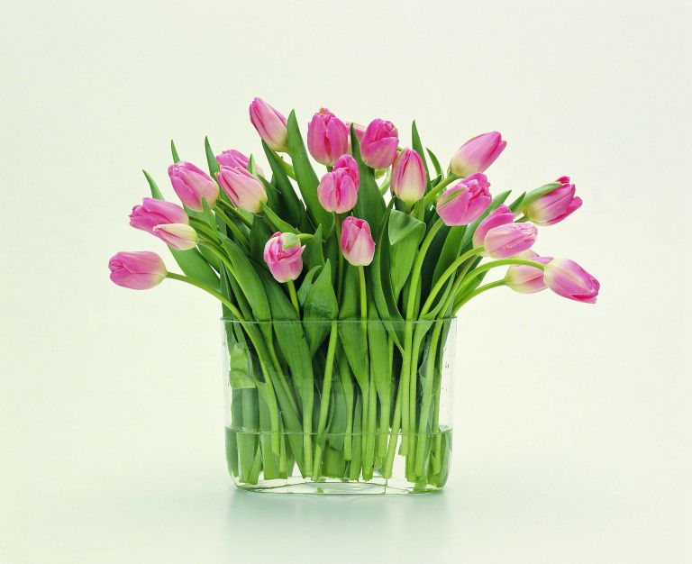 Rožnati tulipani v vazi [DigitalVision].jpeg