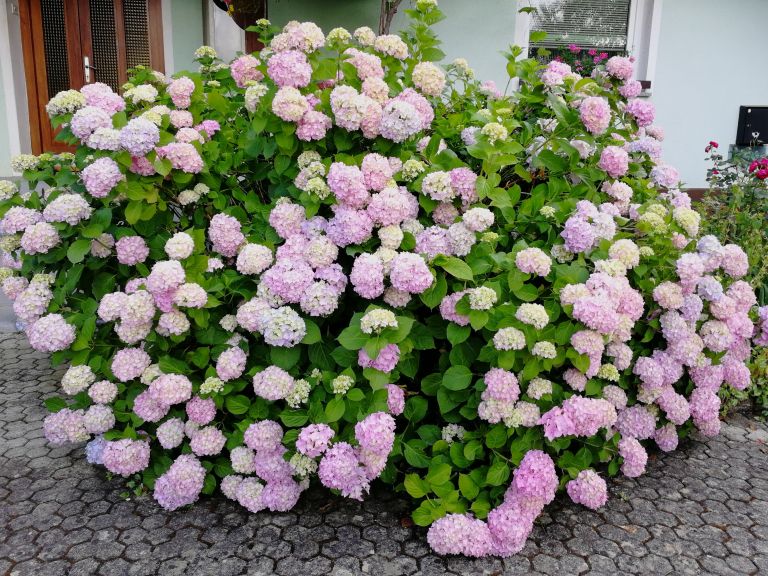 roze__2_.jpg