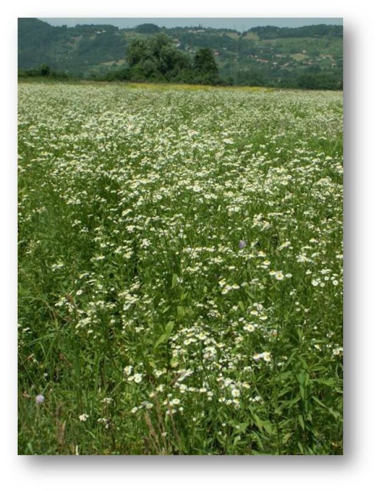 _enoletna_suholetnica_1.jpg