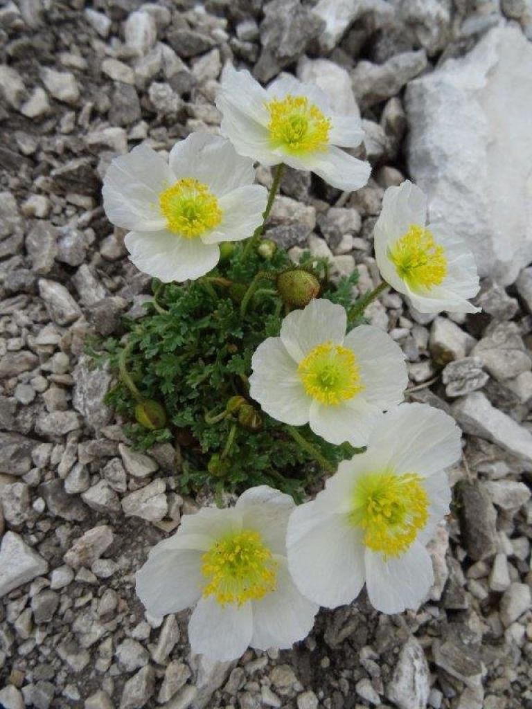 triglav_avgust_2019__02_.jpg