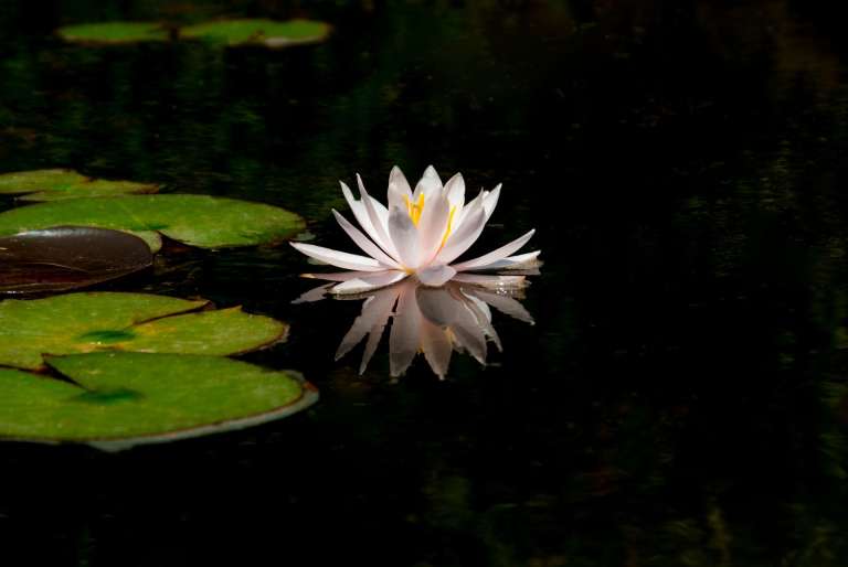 flowers-3276922_1920.jpg