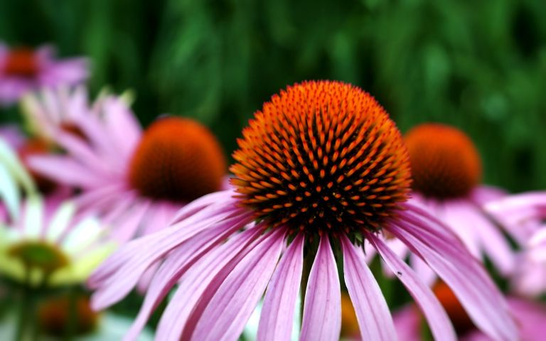 echinacea-3540788_1920.jpg