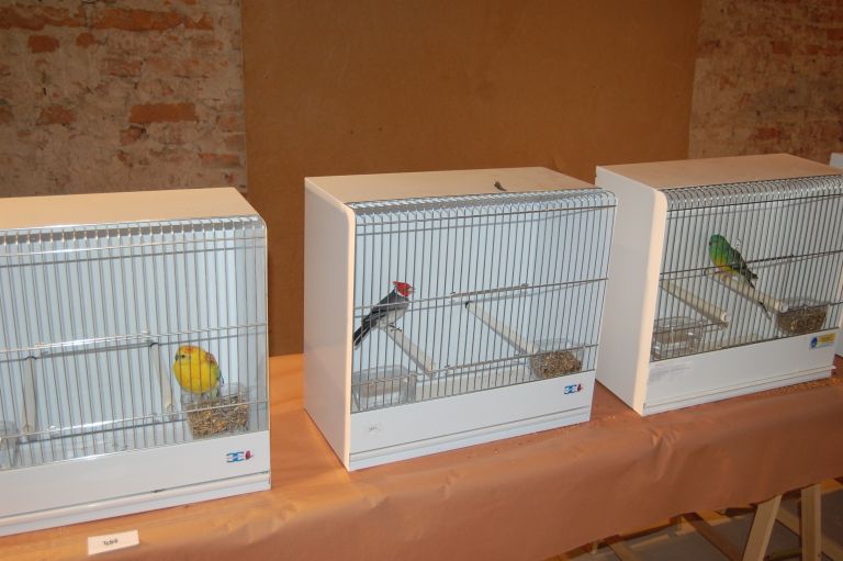ptice, razstava, bel