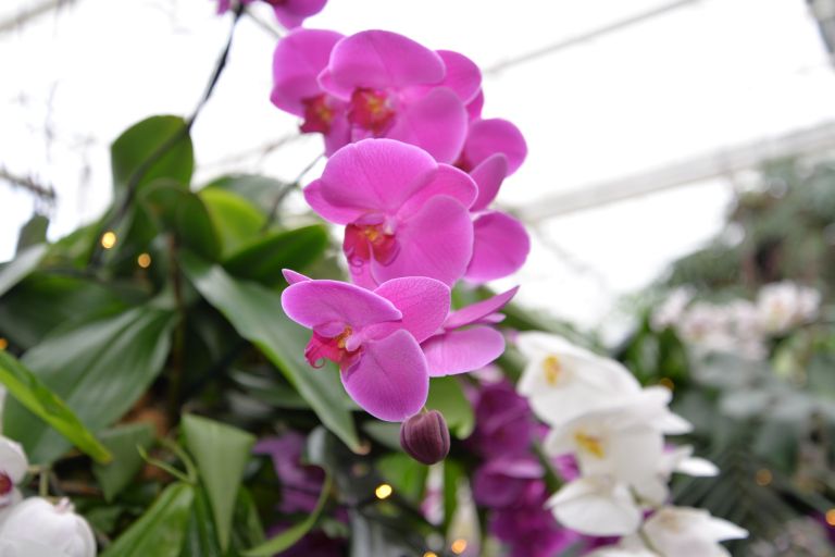 dobrovnik, dan-odprtih-vrat-ocean-orchids-tropski-vrt