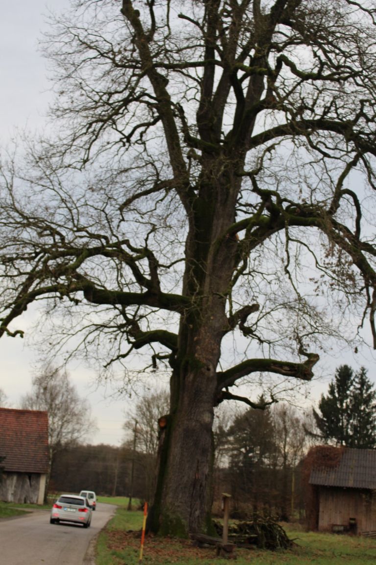 spodnja-ščavnica, gornja-radgona, niderlov-hrast