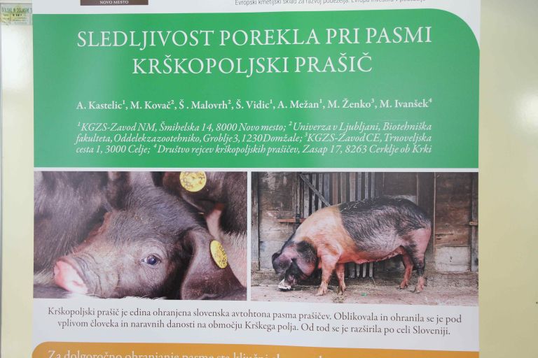 krskopoljski_prasic11.jpg